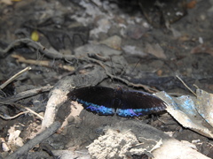 Lexias dirtea merguia