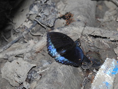 Lexias dirtea merguia