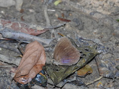 Faunis canens arcesilas