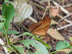 Vindula dejone erotella