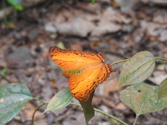 Vindula dejone erotella