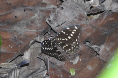 Lexias canescens pardalina