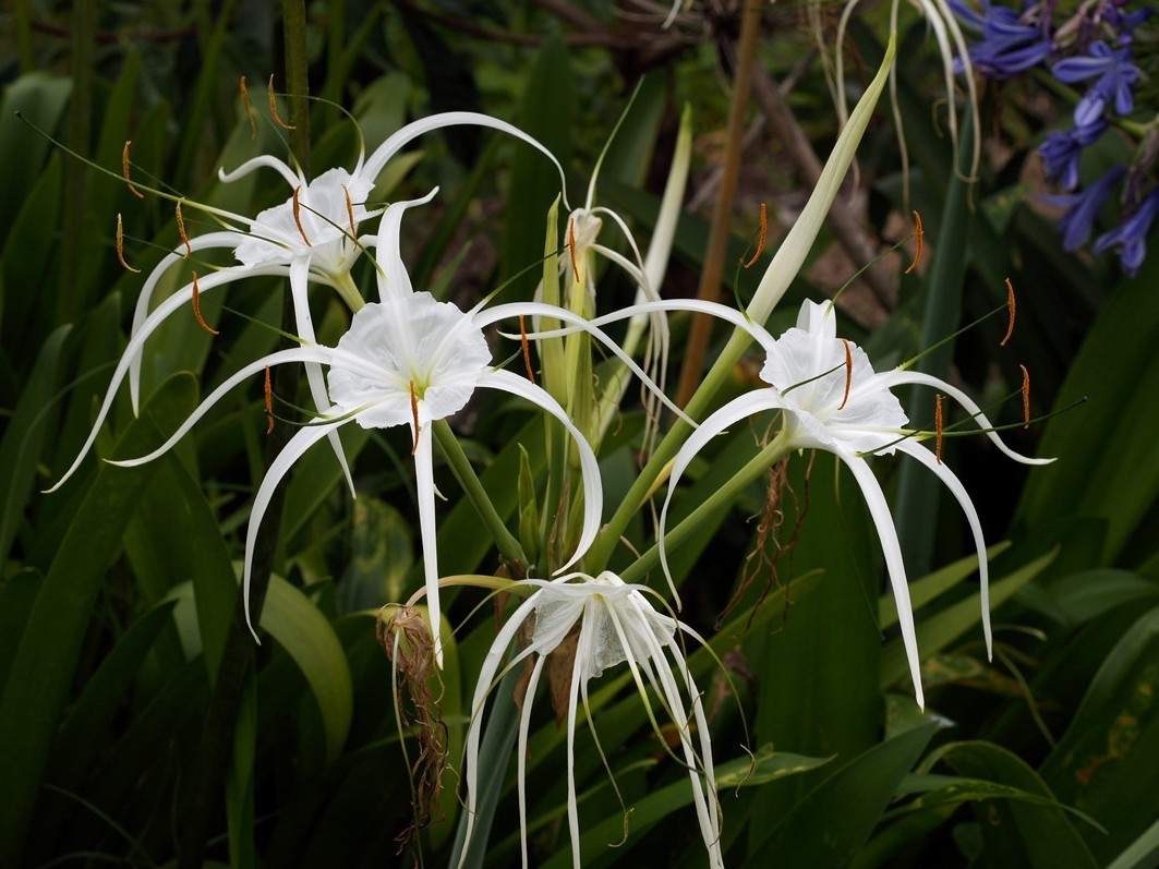 Hymenocallis caribaea