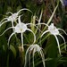 Caribbean Spider-Lily - Photo (c) Tatters ❀, some rights reserved (CC BY-SA)