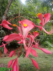 Amherstia nobilis