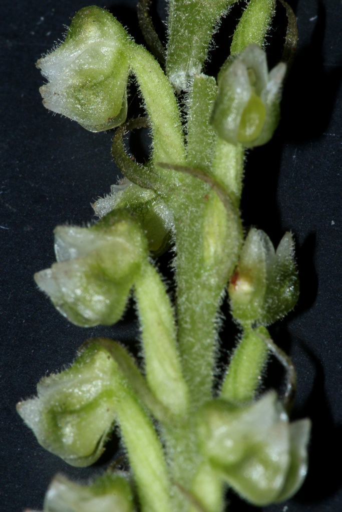 Hylophila