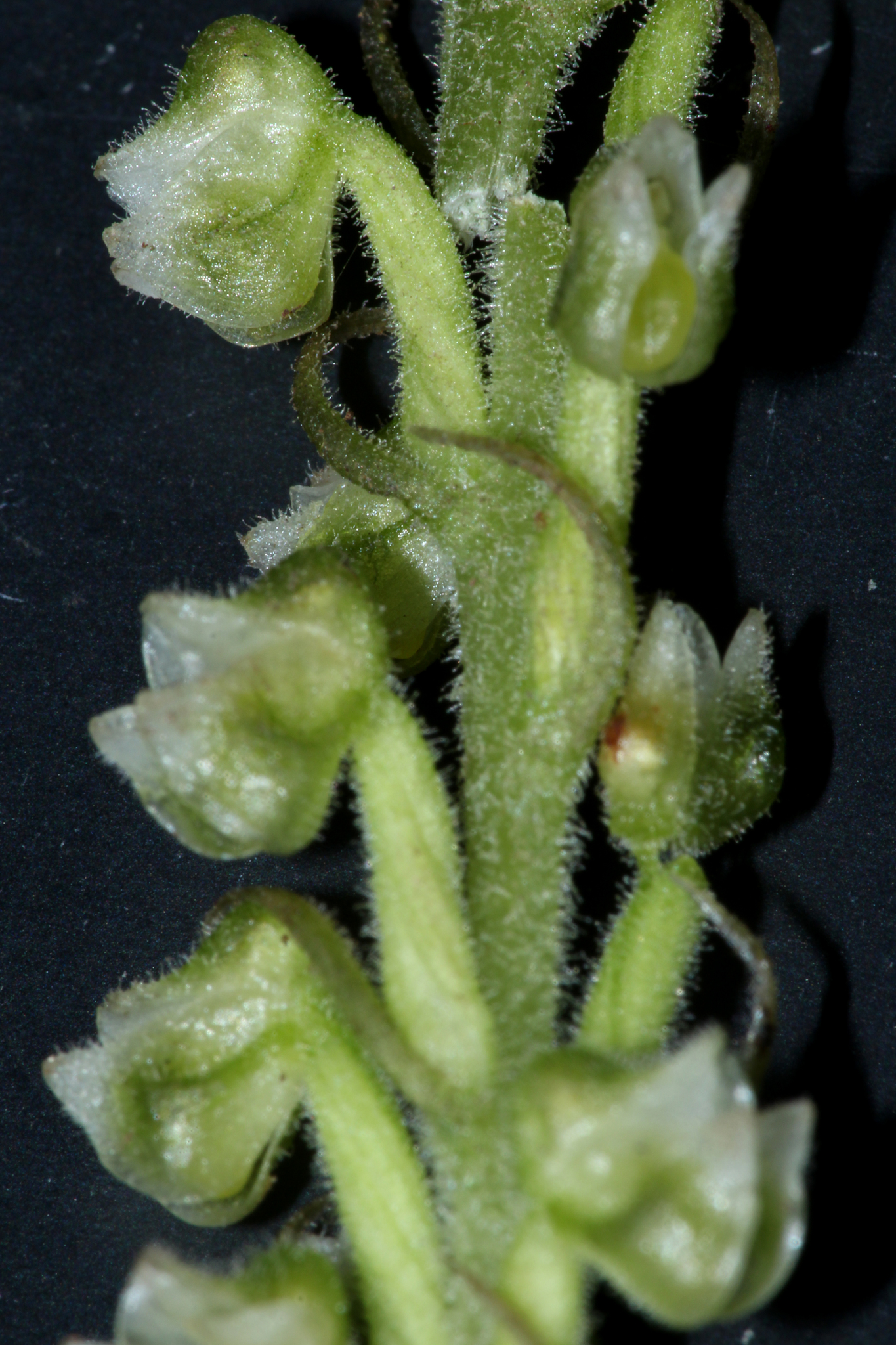 Hylophila