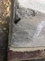 Harmonia axyridis