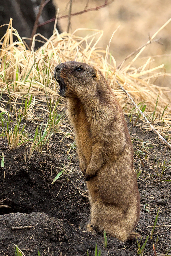 Forest Steppe Marmot