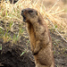 Marmota kastschenkoi - Photo (c) miroru, algunos derechos reservados (CC BY-NC)