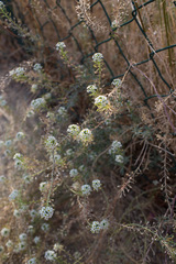 Lobularia maritima