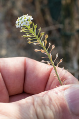 Lobularia maritima