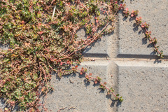 Euphorbia serpens