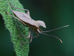 Molipteryx hardwickii