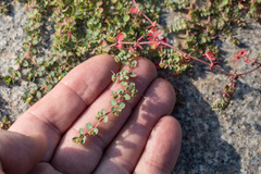 Euphorbia serpens