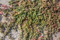 Euphorbia serpens