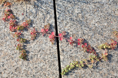 Euphorbia serpens