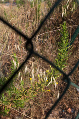 Dittrichia viscosa