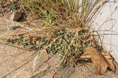 Alternanthera caracasana
