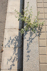 Heliotropium europaeum