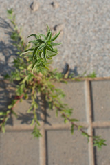 Pallenis spinosa