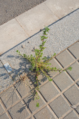 Pallenis spinosa
