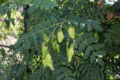 Tipuana tipu
