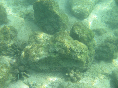 Eucidaris galapagensis