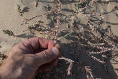 Polygonum maritimum