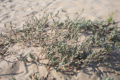 Polygonum maritimum