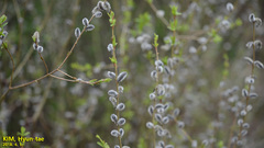 Salix koriyanagi