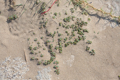 Euphorbia serpens