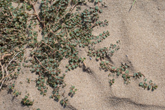 Euphorbia serpens