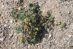 Medicago truncatula