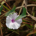 Ipomoea marginata - Photo (c) Dinesh Valke, some rights reserved (CC BY-NC-SA)