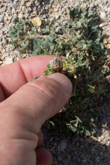 Medicago truncatula