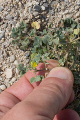 Medicago truncatula