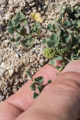 Medicago truncatula