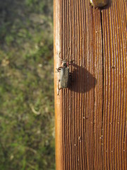 Atalantycha neglecta