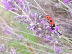Zygaena hilaris