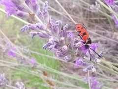 Zygaena hilaris