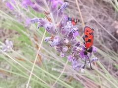 Zygaena hilaris