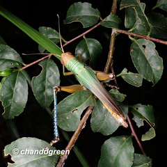 Hieroglyphus annulicornis