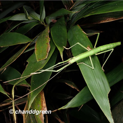 Lopaphus balteatus