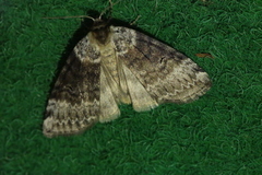 Tetheella fluctuosa