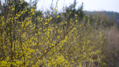 Forsythia koreana