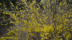 Forsythia koreana