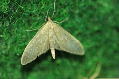 Anania lancealis