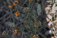 Pultenaea myrtoides
