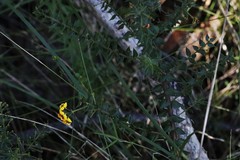 Daviesia umbellulata